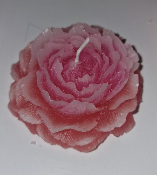 Pion Tofarget Rosa og Rød